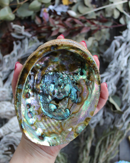 abalone shell