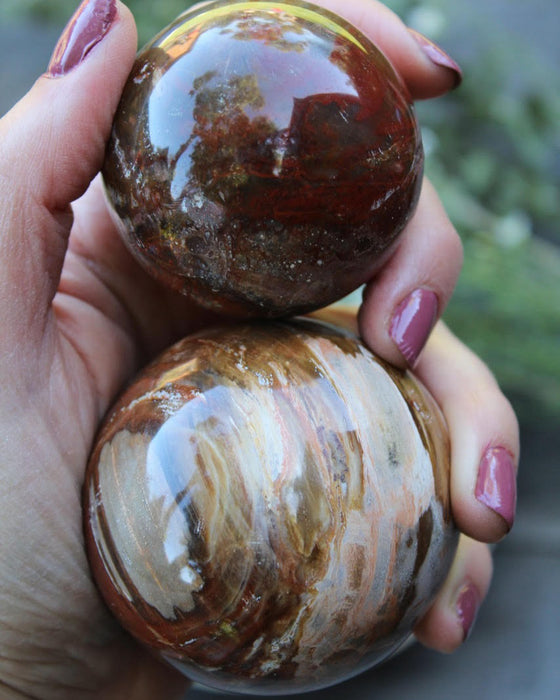 Petrified Wood Spheres