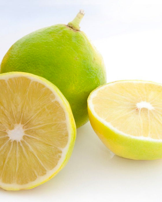 Bergamot Essential Oil