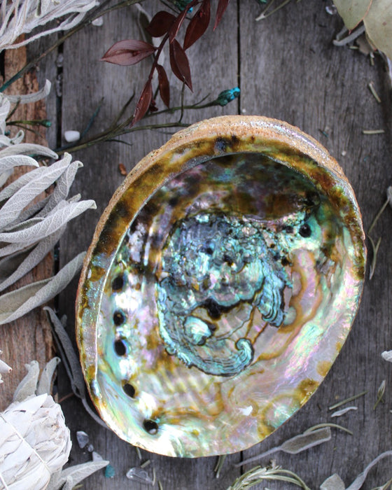 Abalone Shell