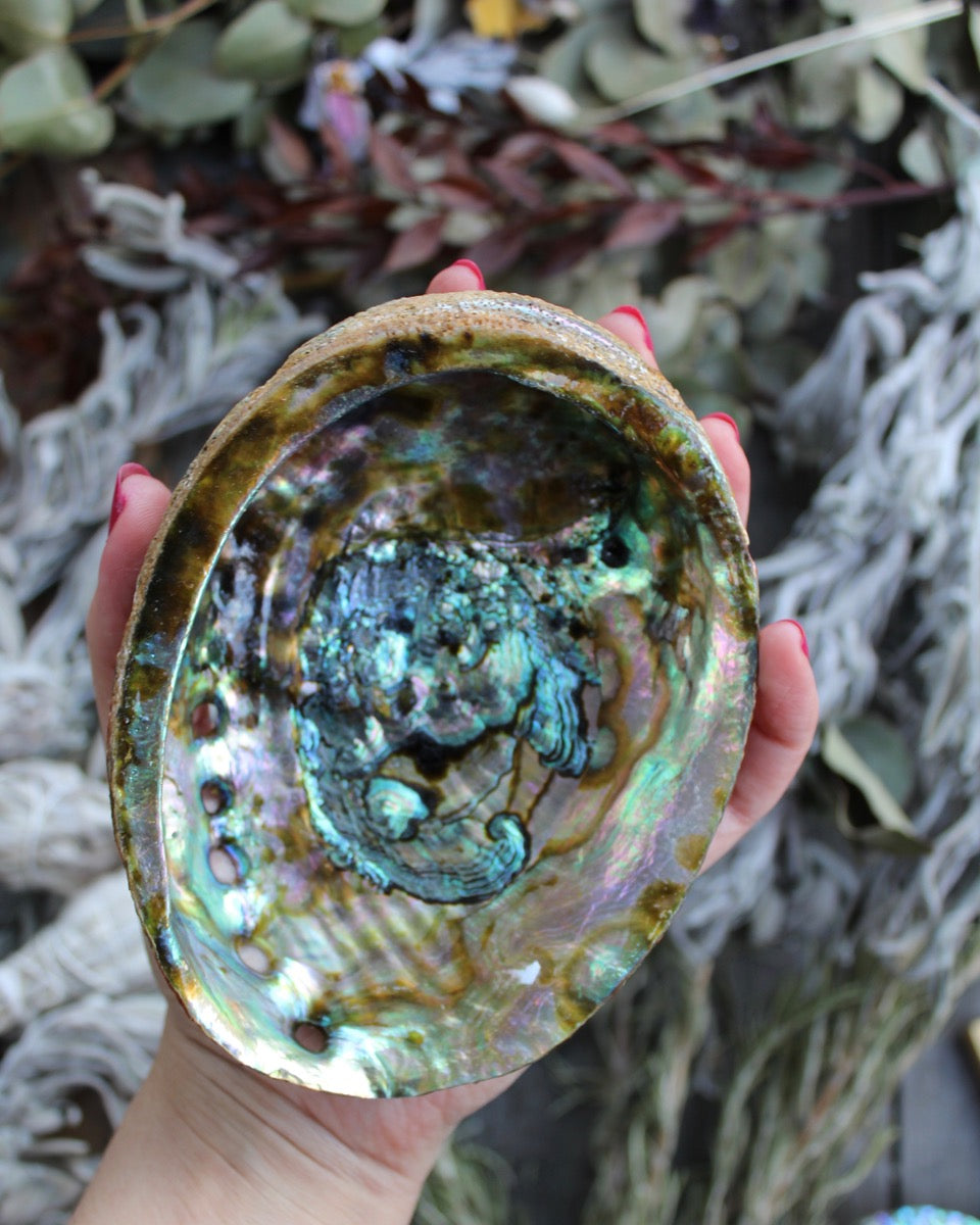 abalone shell