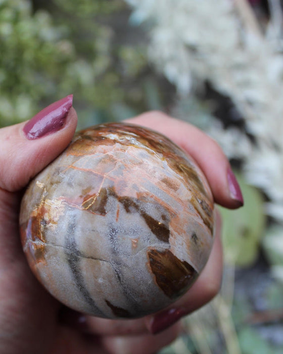 Petrified Wood Spheres